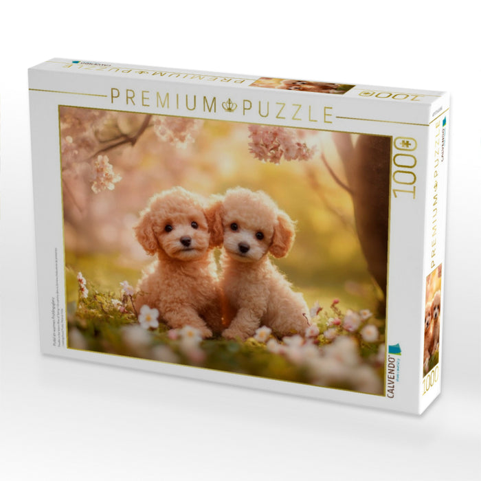 Pudel im warmen Frühlingsglanz - CALVENDO Foto-Puzzle'