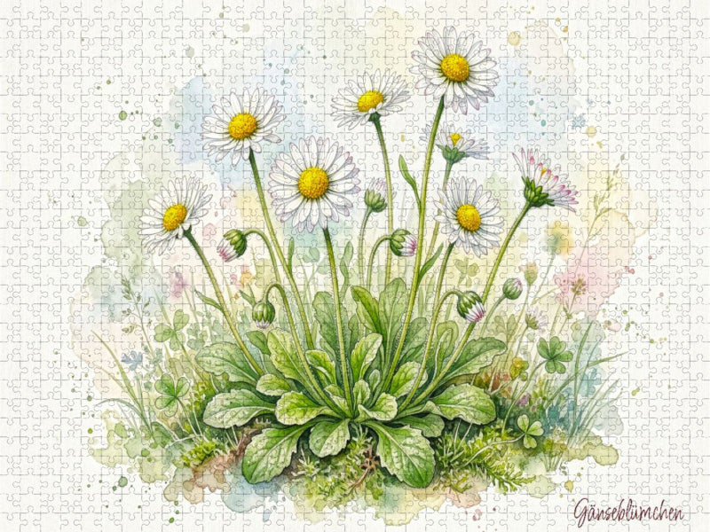Gänseblümchen - CALVENDO Foto-Puzzle'