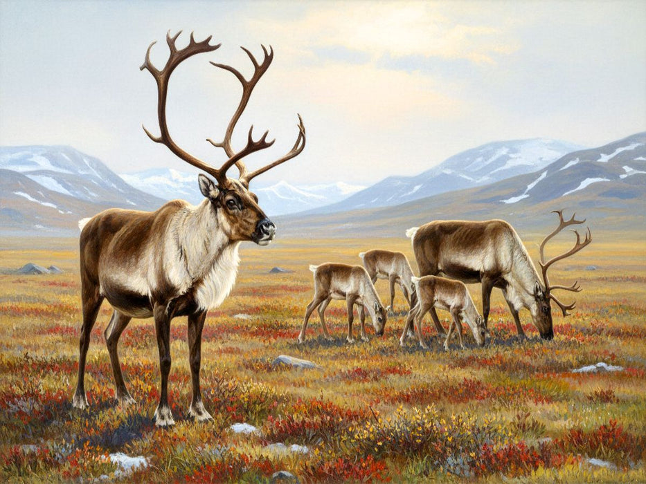 Karibu mit Jungtieren in der Tundra - CALVENDO Foto-Puzzle'
