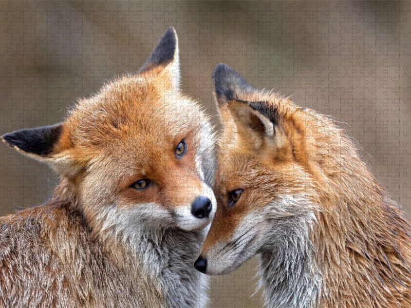 Fuchs - Glück - CALVENDO Foto-Puzzle'