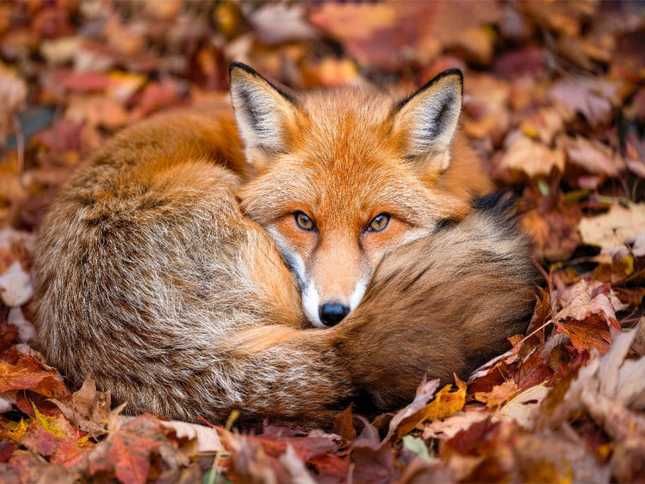 Ein Kuschelplätzchen - CALVENDO Foto-Puzzle'