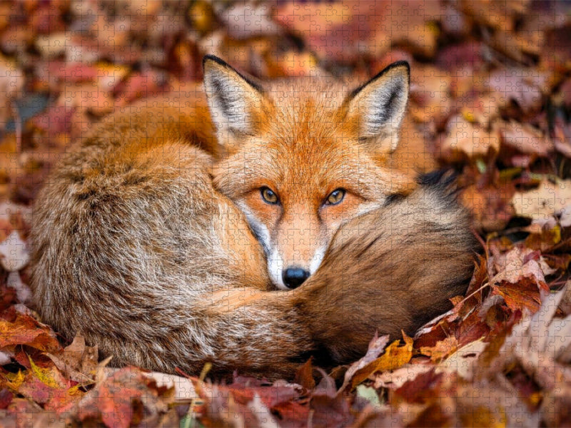 Ein Kuschelplätzchen - CALVENDO Foto-Puzzle'