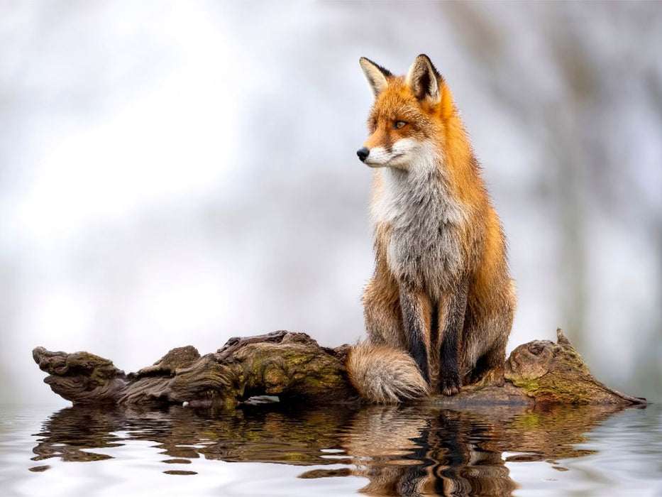 Ein berührender Anblick - magisch und wunderschön - CALVENDO Foto-Puzzle'