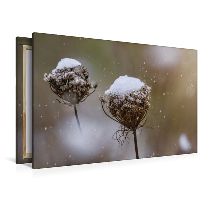 Premium Textil-Leinwand Wilde Möhre im Winter