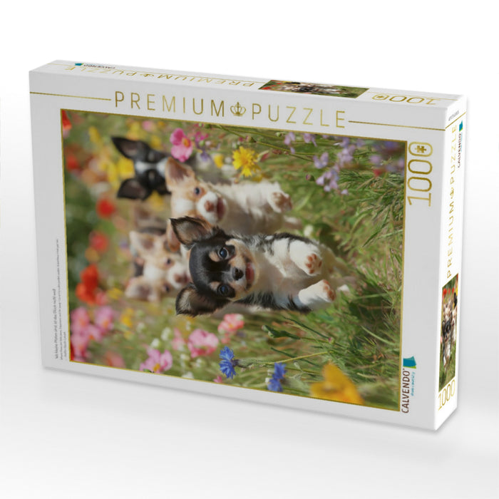 Wo kleine Pfoten sind, ist das Glück nicht weit - CALVENDO Foto-Puzzle'