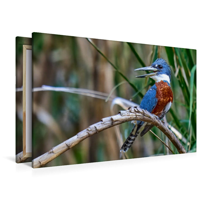 Premium Textil-Leinwand Rotbrustfischer aus Costa Rica