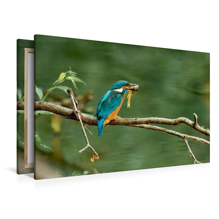 Premium Textil-Leinwand Mitteleuropäischer Eisvogel an der Ahr