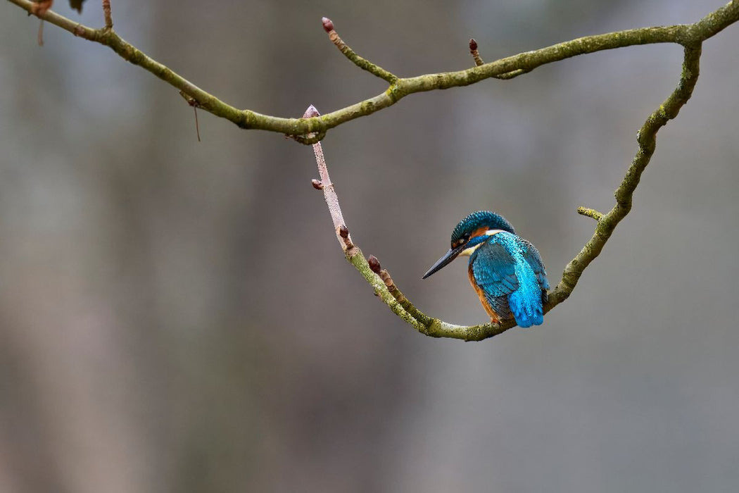 Premium Textil-Leinwand Mitteleuropäischer Eisvogel an der Ahr