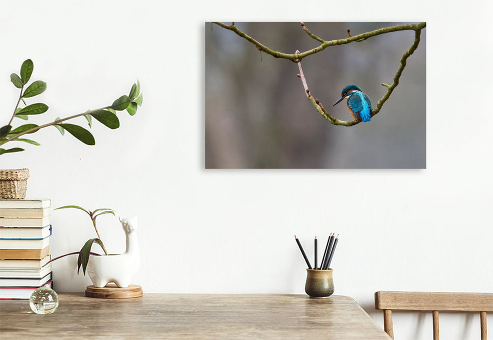Premium Textil-Leinwand Mitteleuropäischer Eisvogel an der Ahr