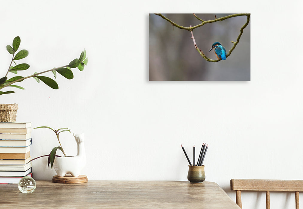 Premium Textil-Leinwand Mitteleuropäischer Eisvogel an der Ahr
