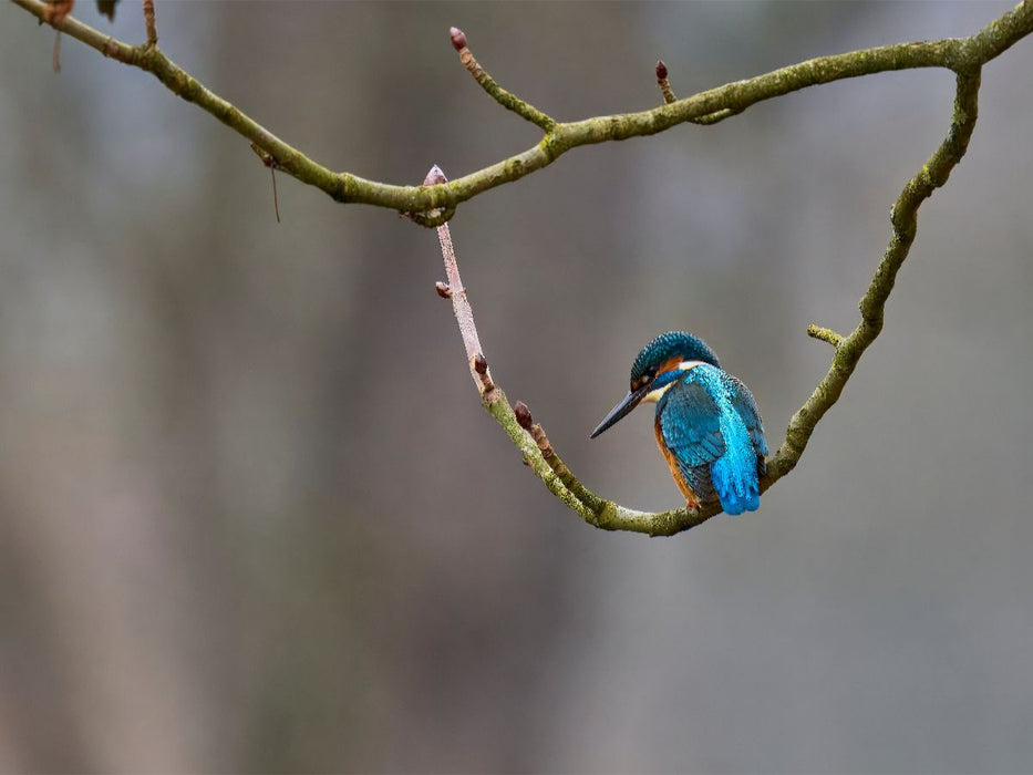 Mitteleuropäischer Eisvogel an der Ahr - CALVENDO Foto-Puzzle'