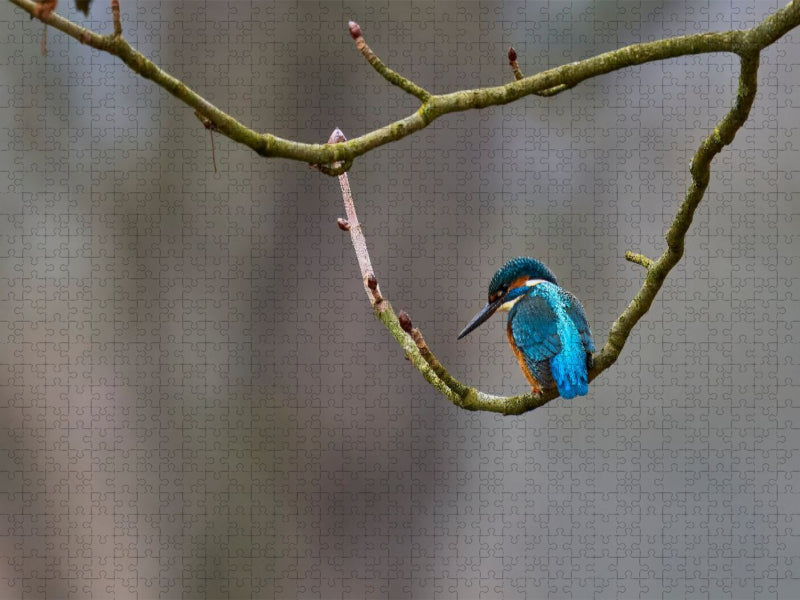 Mitteleuropäischer Eisvogel an der Ahr - CALVENDO Foto-Puzzle'
