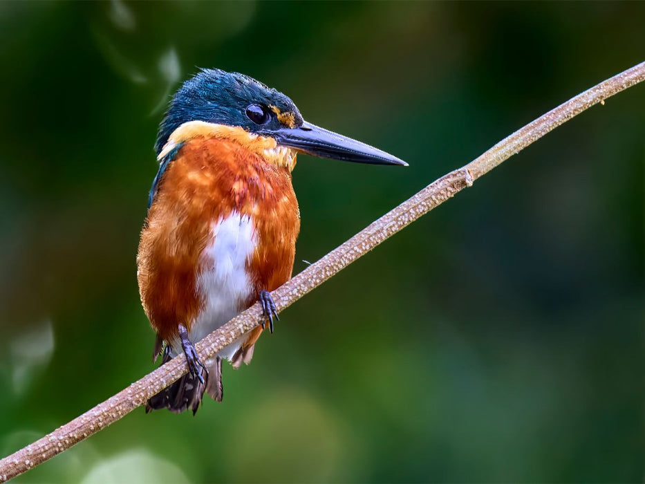 Erzfischer aus Costa Rica - CALVENDO Foto-Puzzle'