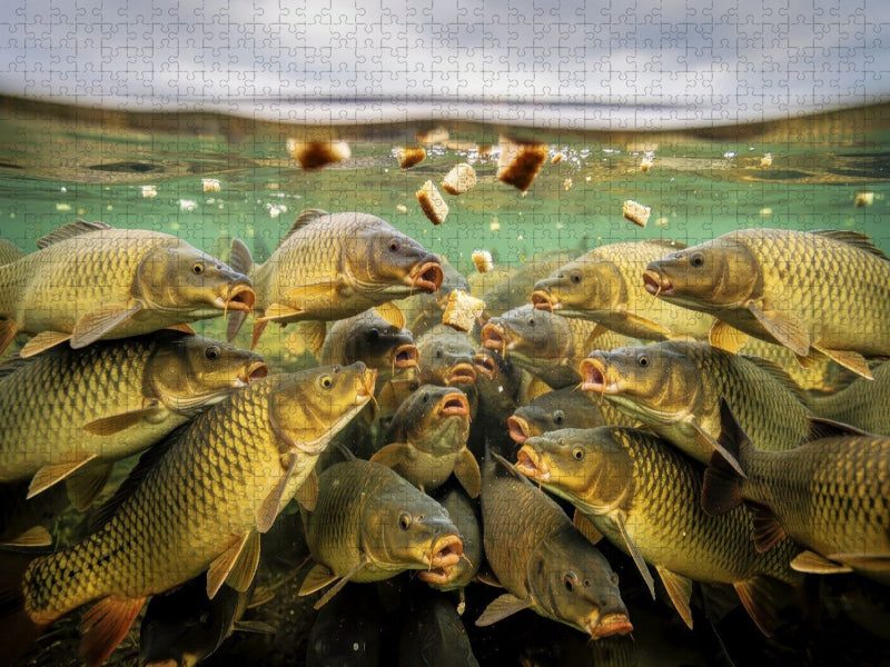 Ein Motiv aus dem Kalender Karpfen - Paradies - CALVENDO Foto-Puzzle'