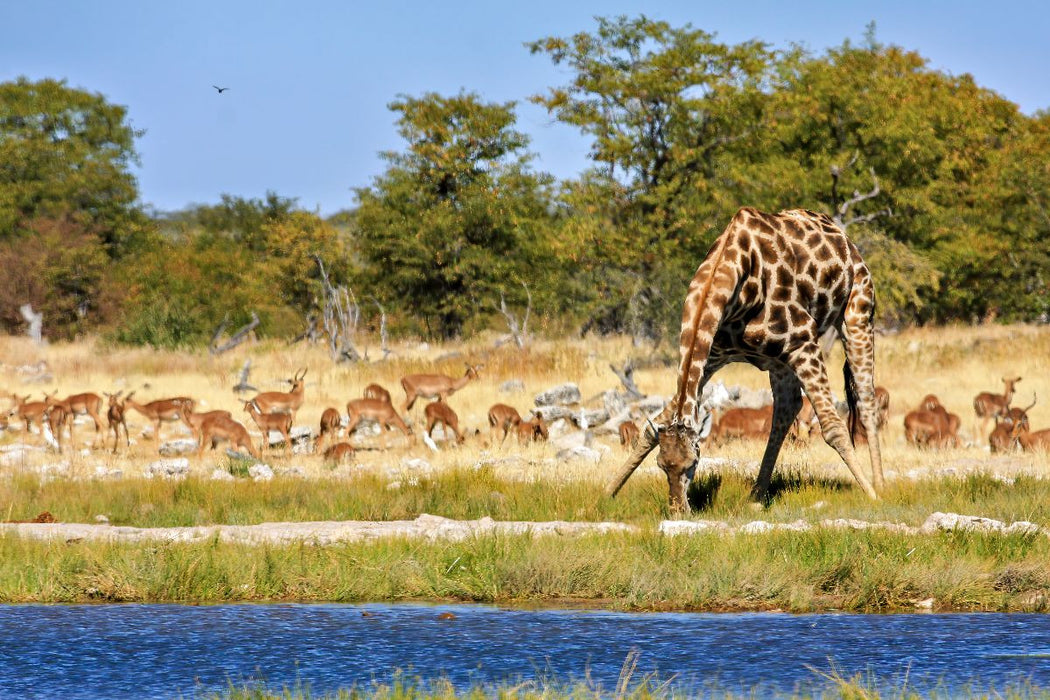 Premium Textil-Leinwand Giraffe am Wasserloch