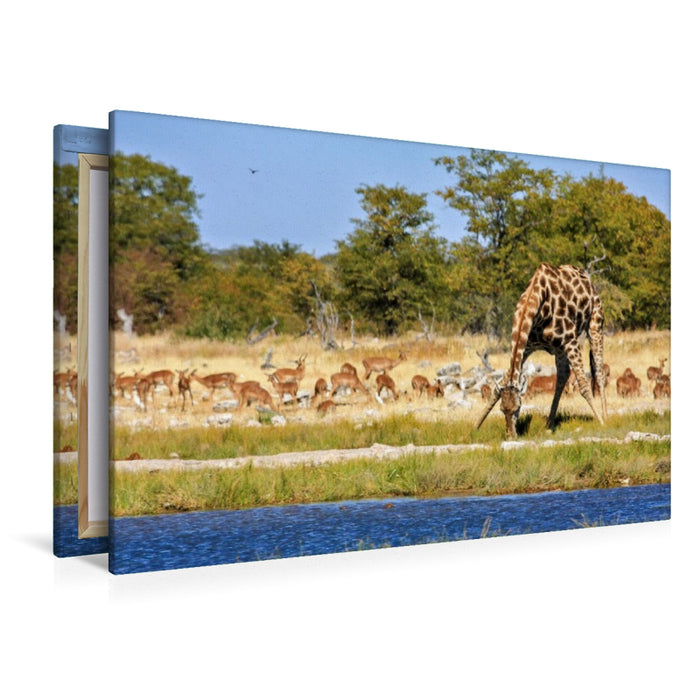 Premium Textil-Leinwand Giraffe am Wasserloch