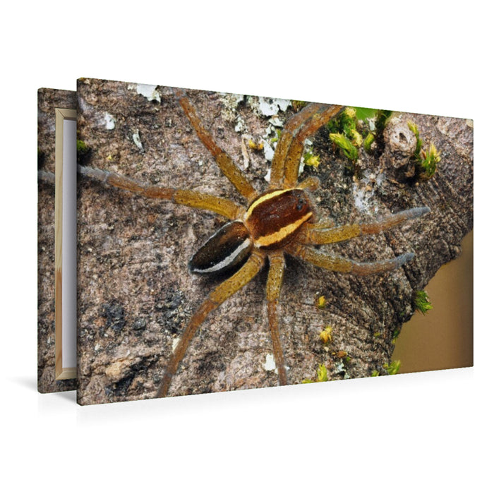 Premium Textil-Leinwand Gerandete Jagdspinne