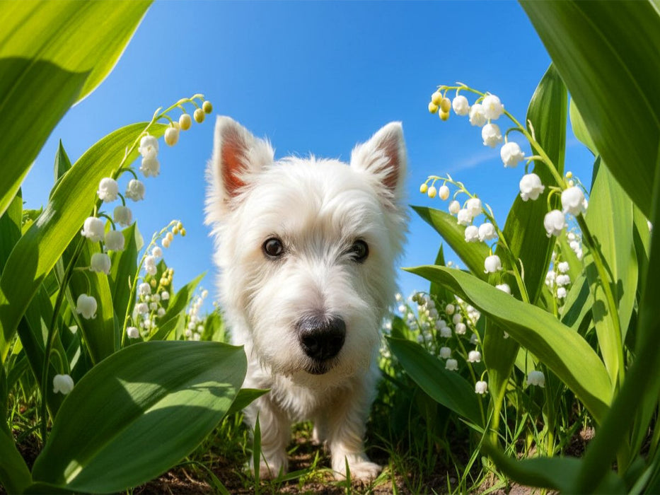 West Highland Terrier - CALVENDO Foto-Puzzle'