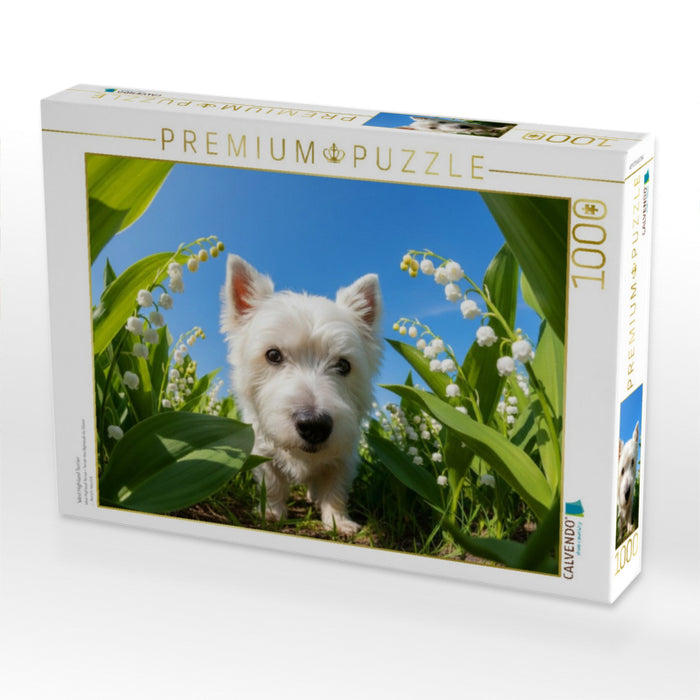 West Highland Terrier - CALVENDO Foto-Puzzle'