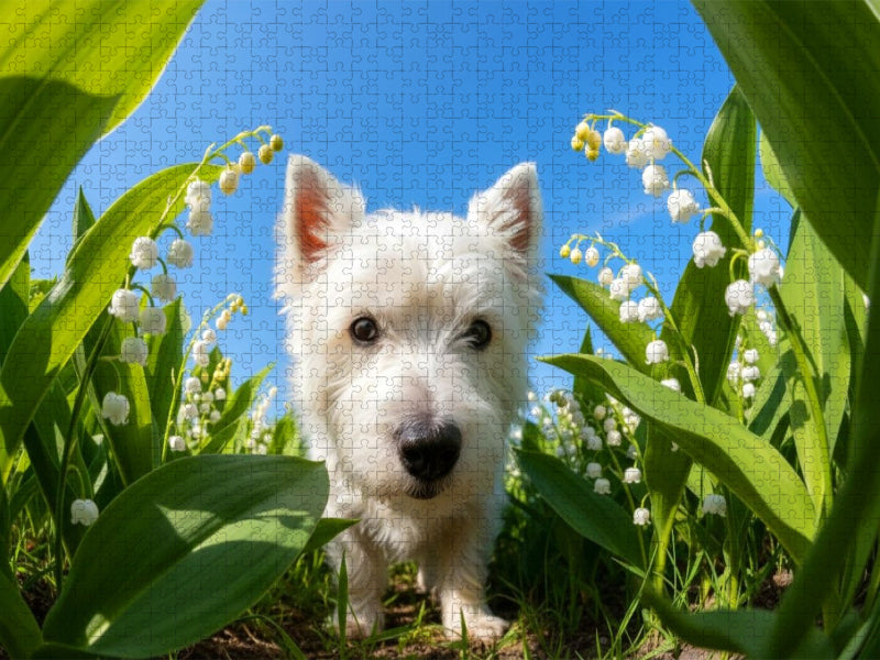 West Highland Terrier - CALVENDO Foto-Puzzle'
