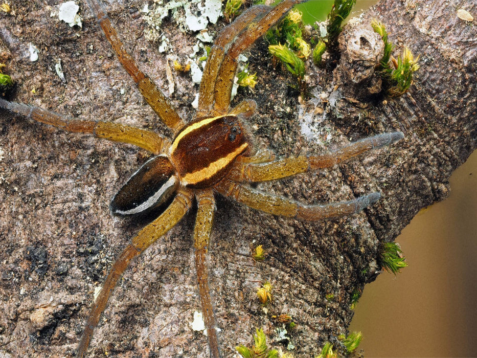 Gerandete Jagdspinne - CALVENDO Foto-Puzzle'