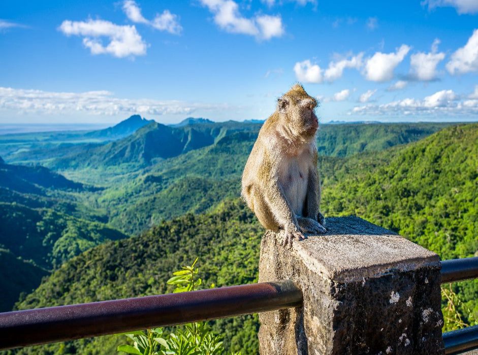 Mauritius - Javaner-Affe am Gorges Viewpoint - CALVENDO Foto-Puzzle'