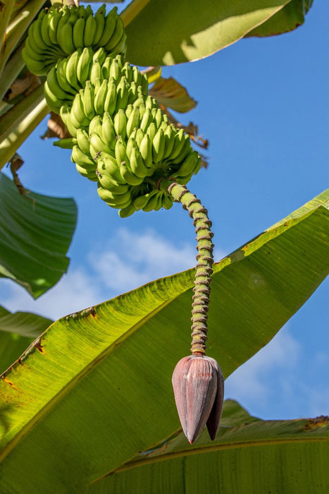 Premium Textil-Leinwand Bananenbaum auf den Seychellen