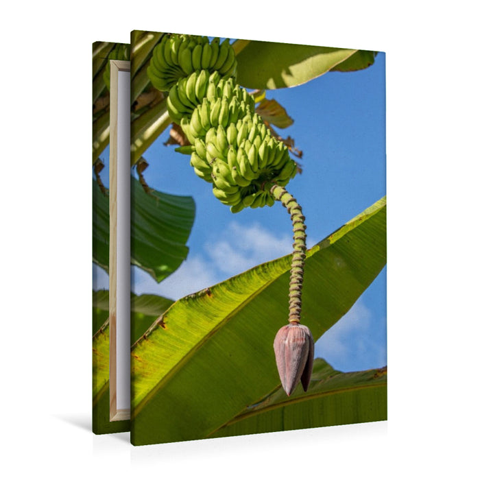 Premium Textil-Leinwand Bananenbaum auf den Seychellen