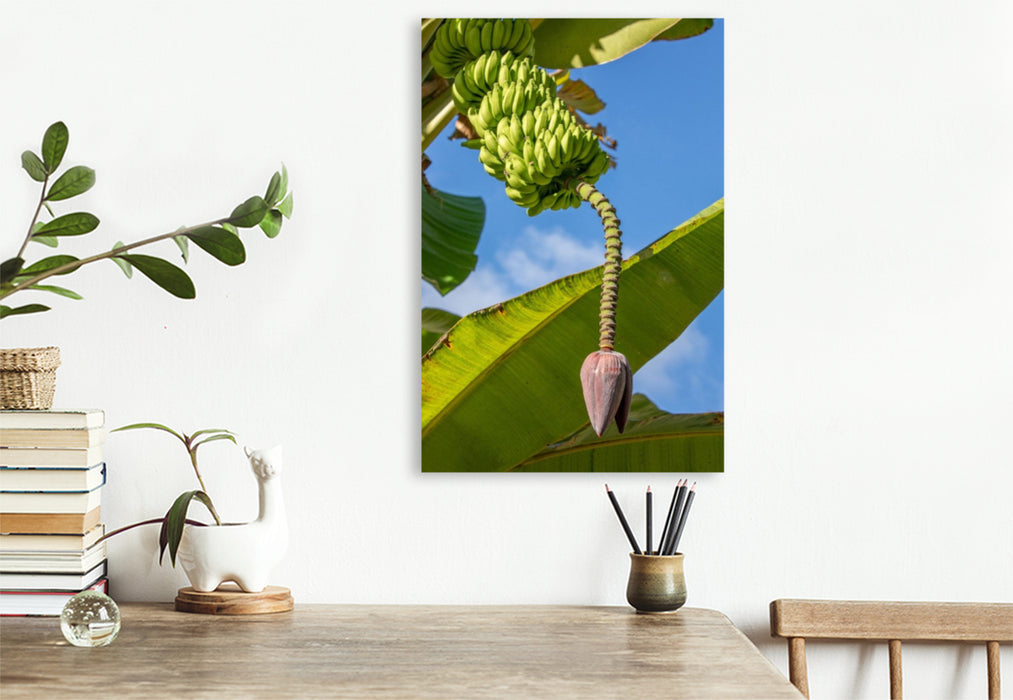 Premium Textil-Leinwand Bananenbaum auf den Seychellen