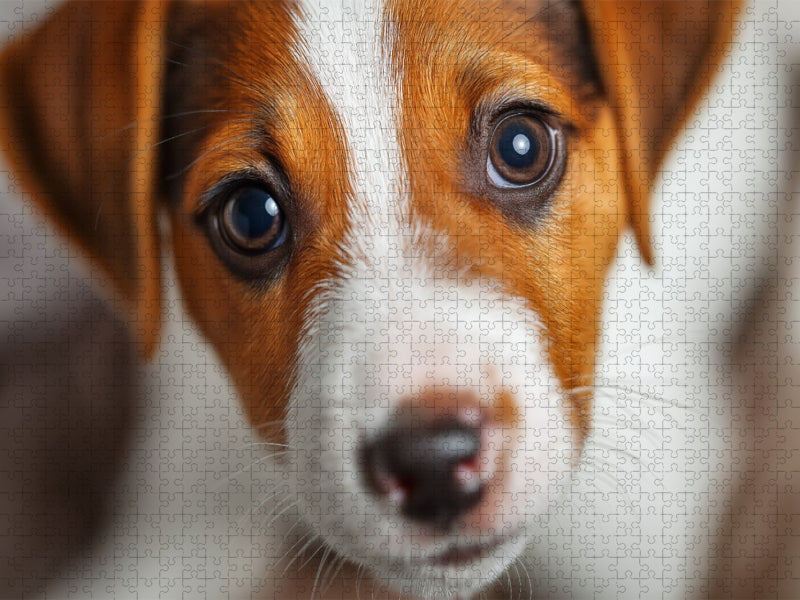 Augen, die Herzen schmelzen lassen - CALVENDO Foto-Puzzle'