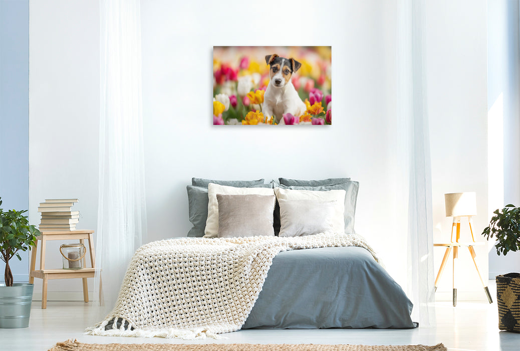 Premium Textil-Leinwand Ein Motiv aus dem Kalender Jack Russell Terrier