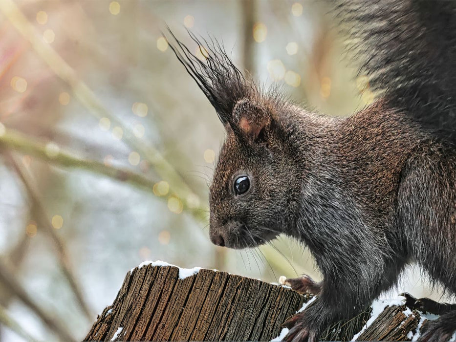 Braunes Eichhörnchen - CALVENDO Foto-Puzzle'