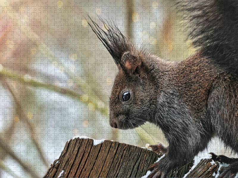 Braunes Eichhörnchen - CALVENDO Foto-Puzzle'