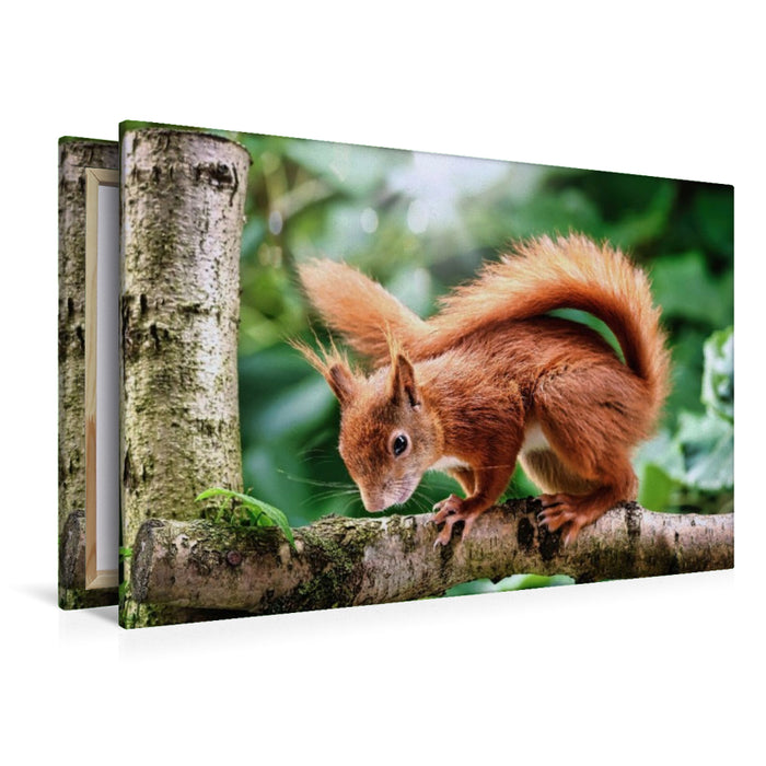 Premium Textil-Leinwand Schelmisches Eichhörnchen