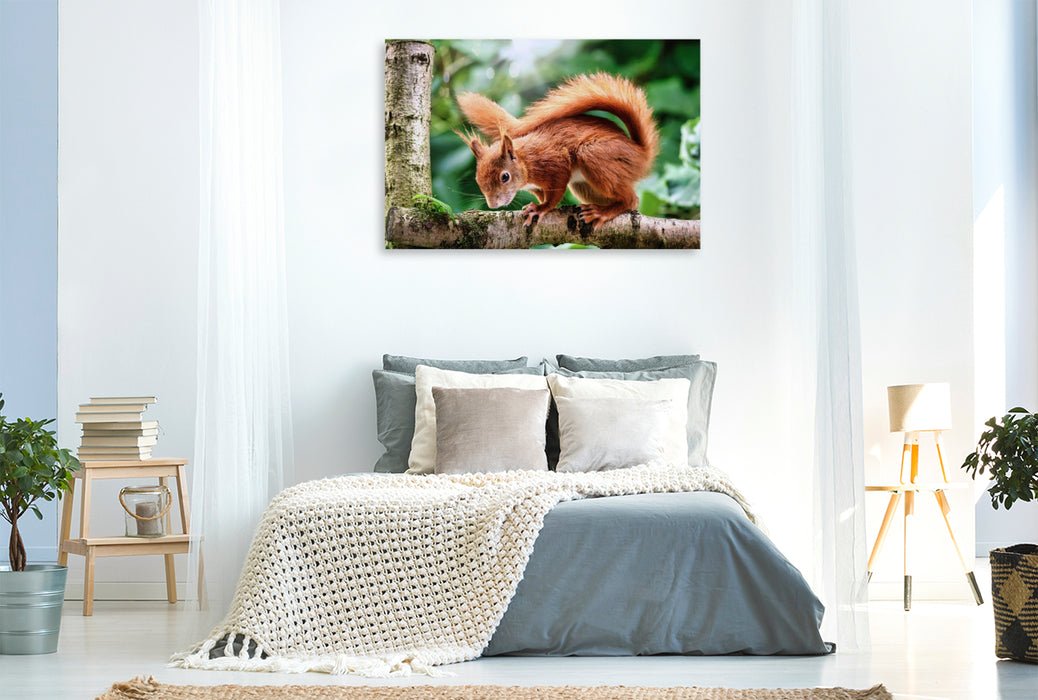 Premium Textil-Leinwand Schelmisches Eichhörnchen