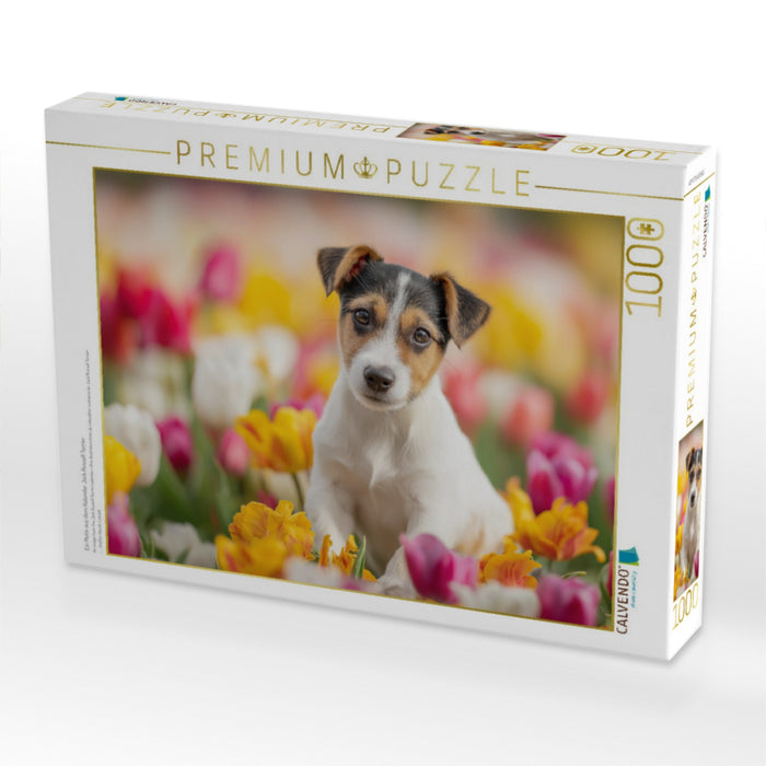 Ein Motiv aus dem Kalender Jack Russell Terrier - CALVENDO Foto-Puzzle'