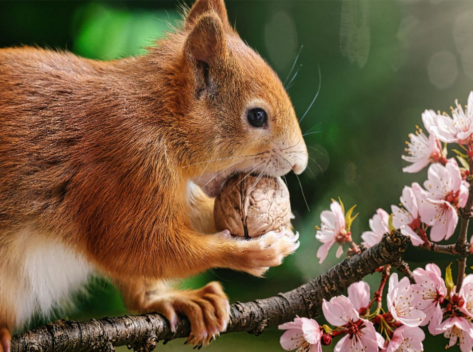 Eichhörnchen im Frühling - CALVENDO Foto-Puzzle'