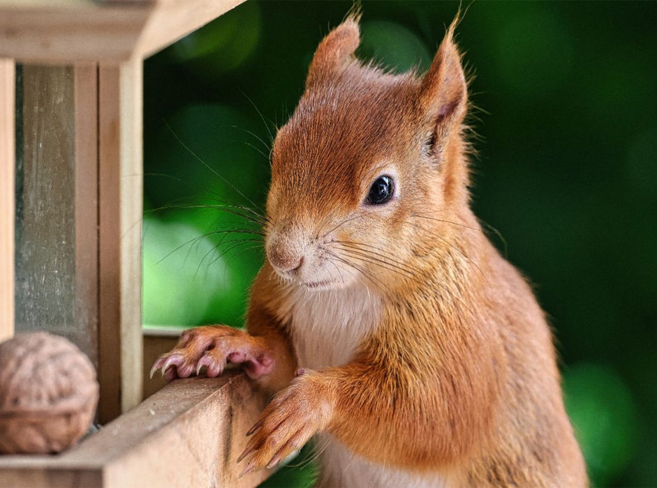 Eichhörnchen am Vogelfutterhaus - CALVENDO Foto-Puzzle'