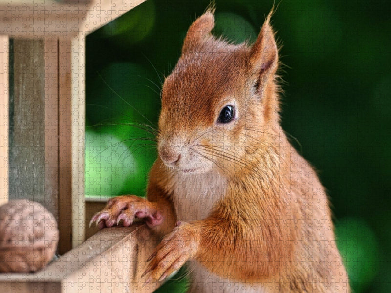 Eichhörnchen am Vogelfutterhaus - CALVENDO Foto-Puzzle'