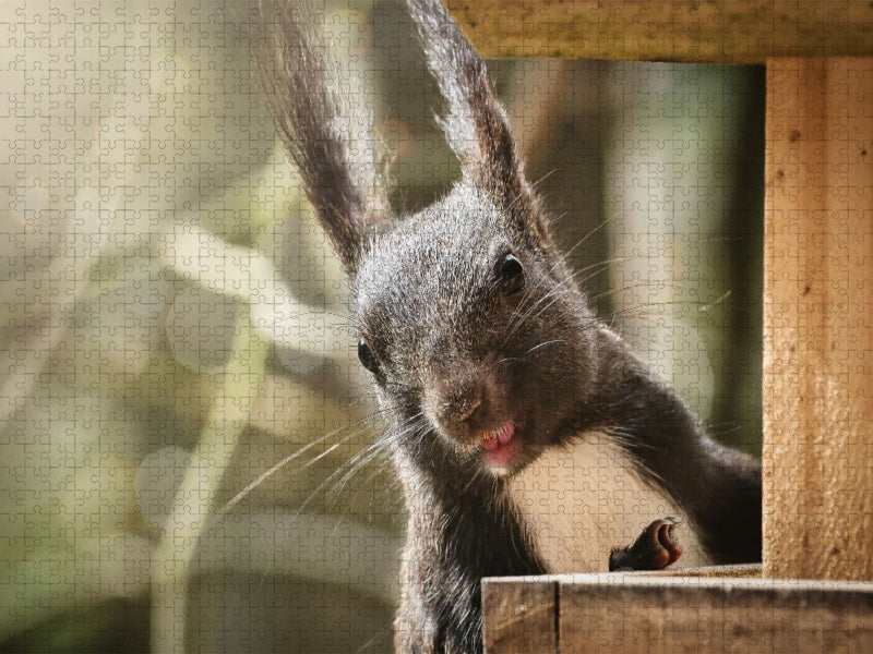 Ein freundliches Eichhörnchen - CALVENDO Foto-Puzzle'