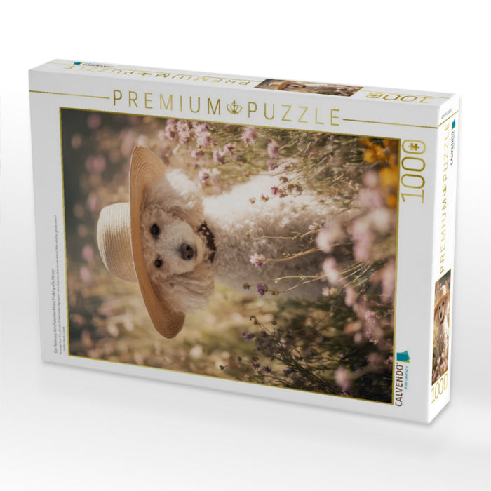 Ein Motiv aus dem Kalender Kleine Pudel, große Herzen - CALVENDO Foto-Puzzle'