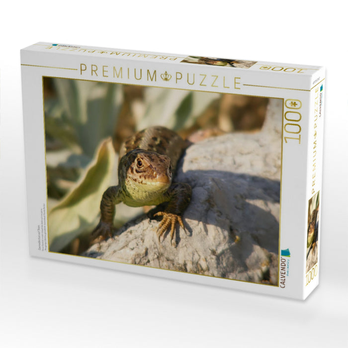 Zauneidechse auf Stein - CALVENDO Foto-Puzzle'