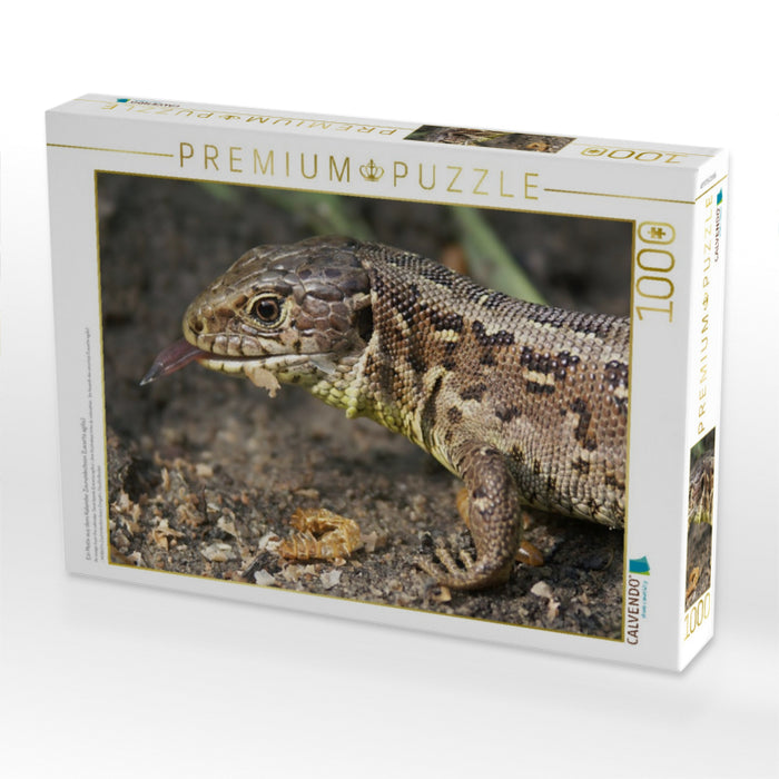 Ein Motiv aus dem Kalender Zauneidechsen (Lacerta agilis) - CALVENDO Foto-Puzzle'