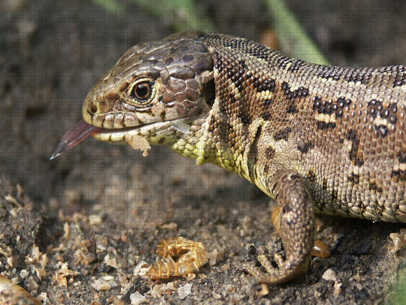 Ein Motiv aus dem Kalender Zauneidechsen (Lacerta agilis) - CALVENDO Foto-Puzzle'
