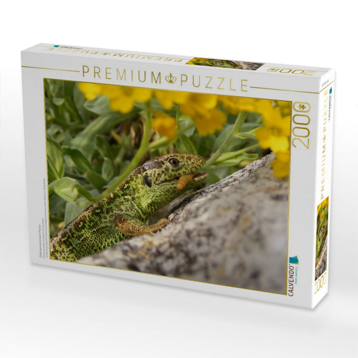 Eidechsenmann beim Fressen - CALVENDO Foto-Puzzle'