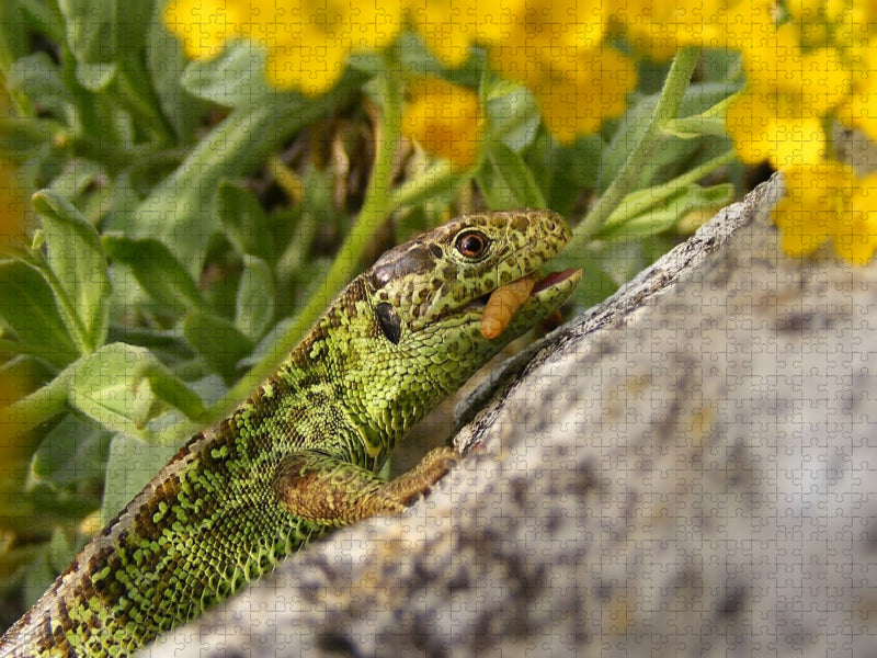 Eidechsenmann beim Fressen - CALVENDO Foto-Puzzle'