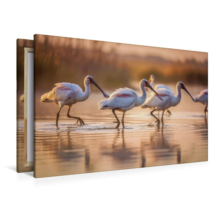 Premium Textil-Leinwand Löffelreiher – inspiriert von der Natur.