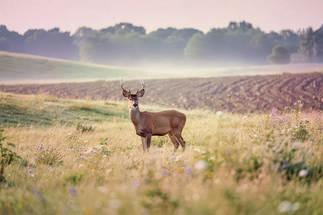 Premium Textil-Leinwand Zwischen den Feldern: Heimat für Tiere.
