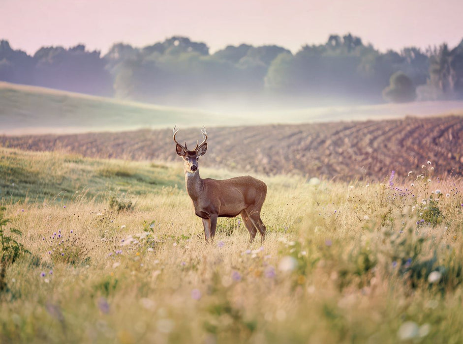 Zwischen den Feldern: Heimat für Tiere. - CALVENDO Foto-Puzzle'