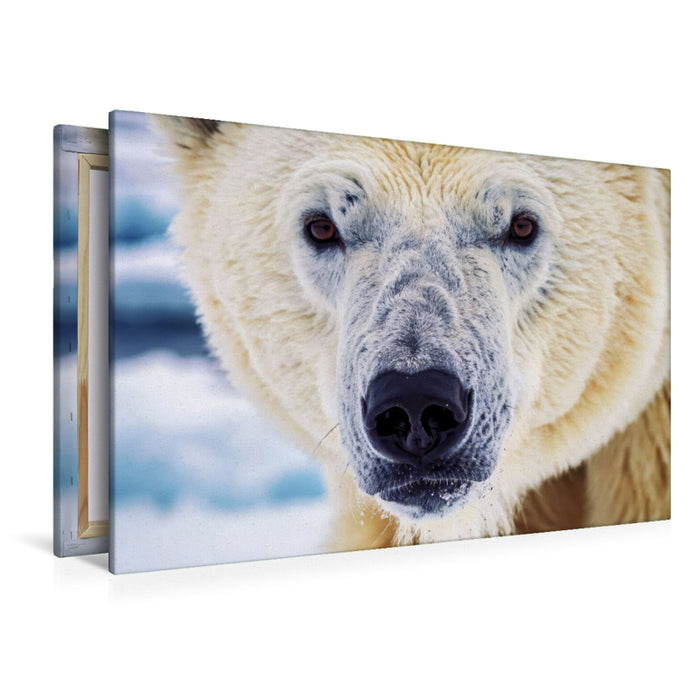 Premium Textil-Leinwand Ein Motiv aus dem Kalender Die Augen der Wildnis